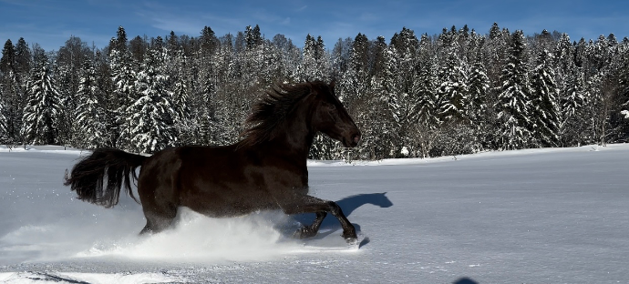 image d'un cheval qui court dans la neige