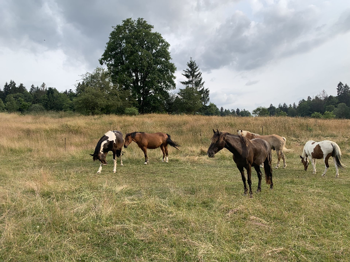 Groupe de cheval dans un champ