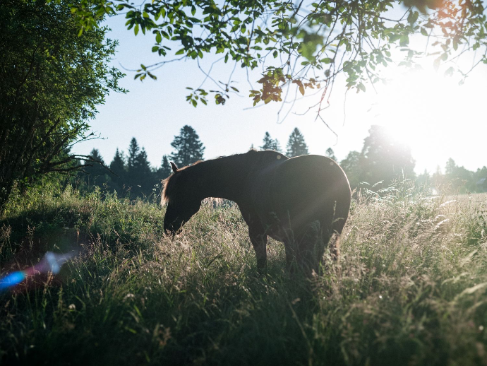 Cheval en contre-jour avec le soleil