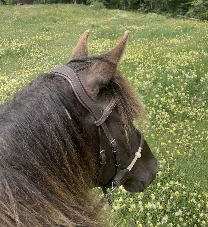 Cheval dans un pré vu depuis une personne qui le monte