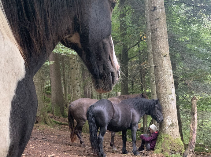 Une personne en relation avec des chevaux